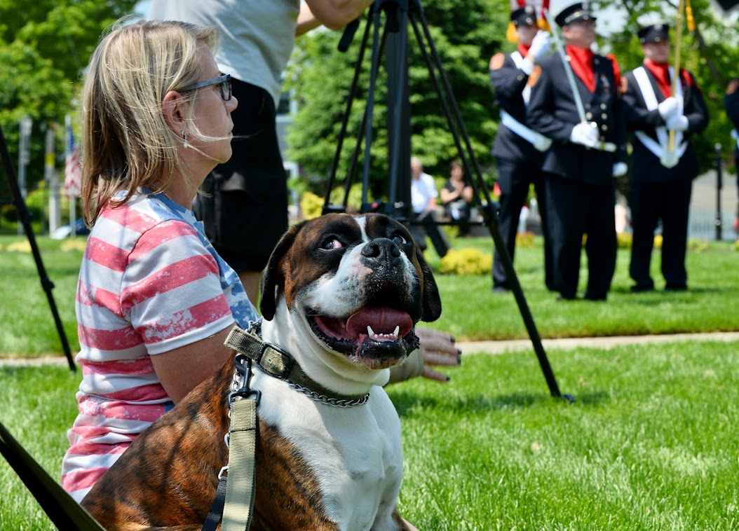 pet dog at Memorial Day services